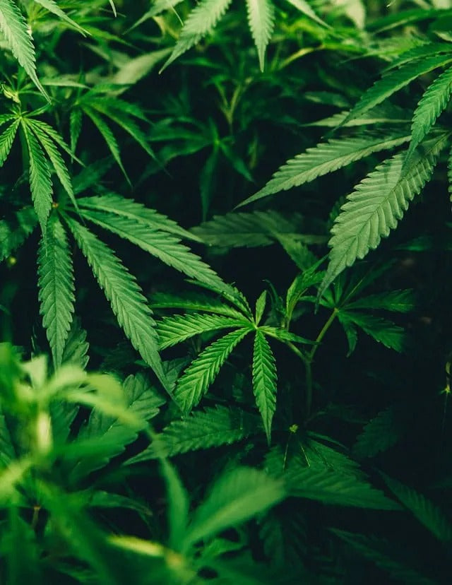 How the 1930s Turned Cannabis Into a Crime